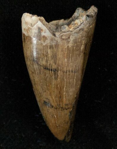 Tyrannosaur Premax Tooth (Aublysodon) - Montana #14939